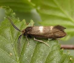 Attēlu rezultāti vaicājumam “Incurvariidae”