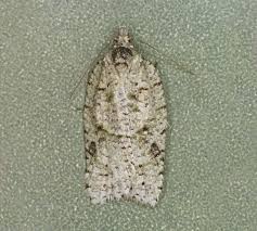 Attēlu rezultāti vaicājumam “Pelurga comitata”