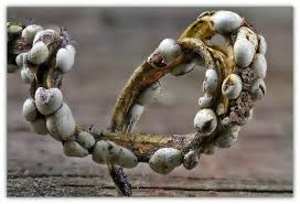 Attēlu rezultāti vaicājumam “Didymium difforme macro”