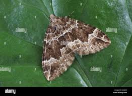 Attēlu rezultāti vaicājumam “Lampropteryx suffumata”