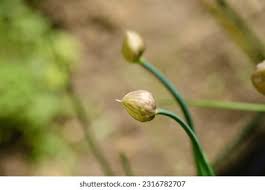 Attēlu rezultāti vaicājumam “Allium schoenoprasum bud”