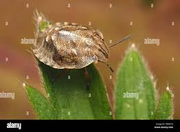 Attēlu rezultāti vaicājumam “Eurygaster testudinaria nymph”