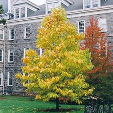 Attēlu rezultāti vaicājumam “Magnolia acuminata”