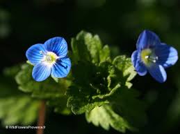 Attēlu rezultāti vaicājumam “Veronica persica flower”