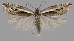 Attēlu rezultāti vaicājumam “Ancylis apicella”