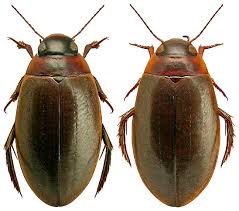 Attēlu rezultāti vaicājumam “Colymbetes striatus”