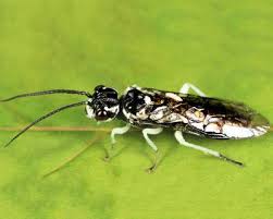 Attēlu rezultāti vaicājumam “Pamphiliidae”