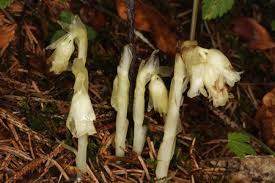 Attēlu rezultāti vaicājumam “Pyrolaceae”