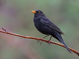 Attēlu rezultāti vaicājumam “Turdus merula male”