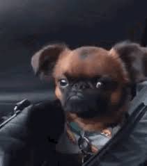 Image result for brüsseler giffon