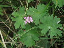 Attēlu rezultāti vaicājumam “Geranium pusillum flower”