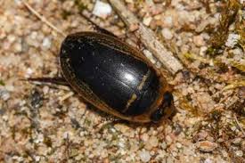 Attēlu rezultāti vaicājumam “Hydaticus transversalis”