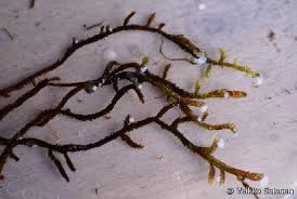 Attēlu rezultāti vaicājumam “Scorpidium scorpioides”