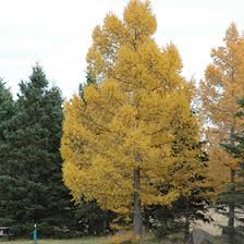 Attēlu rezultāti vaicājumam “Larix decidua”