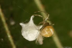 Attēlu rezultāti vaicājumam “Paidiscura pallens”