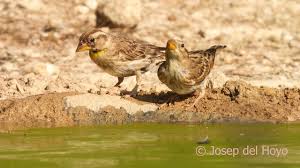 Image result for Petronia petronia