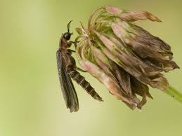 Attēlu rezultāti vaicājumam “Phosphaenus hemipterus male”