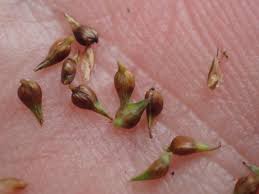 Attēlu rezultāti vaicājumam “Carex diandra”