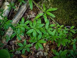 Attēlu rezultāti vaicājumam “Galium triflorum fruit”