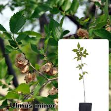 Attēlu rezultāti vaicājumam “Ulmus minor”