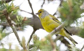 Image result for Carduelis citrinella