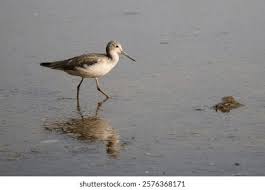 Attēlu rezultāti vaicājumam “Tringa nebularia”