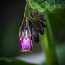 Attēlu rezultāti vaicājumam “Symphytum officinale bud”