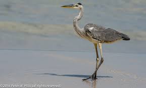 Attēlu rezultāti vaicājumam “Ardea cinerea adult”