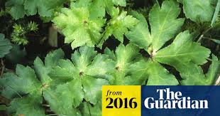 Attēlu rezultāti vaicājumam “Sanicula europaea leaf”