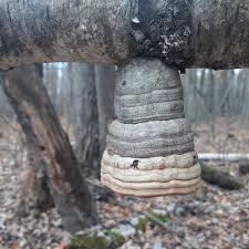 Attēlu rezultāti vaicājumam “Fomes fomentarius”