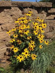 Image result for Rudbeckia fulgida