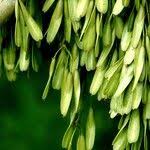 Attēlu rezultāti vaicājumam “Fraxinus excelsior fruit”