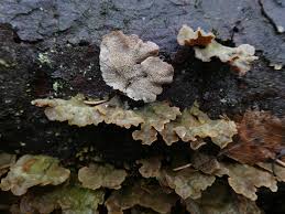 Attēlu rezultāti vaicājumam “Skeletocutis carneogrisea”