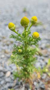 Attēlu rezultāti vaicājumam “Matricaria discoidea”