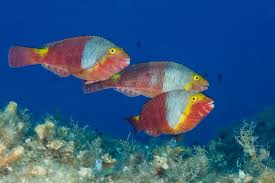 Image result for Sparisoma cretense