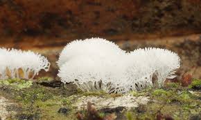 Attēlu rezultāti vaicājumam “Ceratiomyxa fruticulosa young”