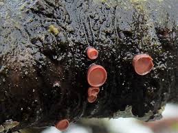 Attēlu rezultāti vaicājumam “Craterocolla cerasi”