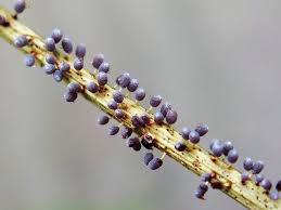 Attēlu rezultāti vaicājumam “Diachea leucopodia young”