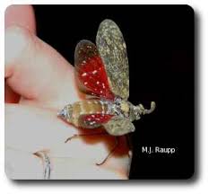 Attēlu rezultāti vaicājumam “Fuligo licentii macro”