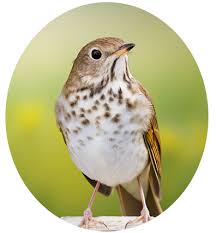 Image result for Catharus guttatus