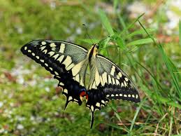 Attēlu rezultāti vaicājumam “Papilio machaon upperside”