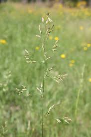 Attēlu rezultāti vaicājumam “Festuca pratensis”