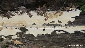 Attēlu rezultāti vaicājumam “Perenniporia subacida”