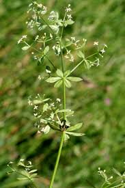 Attēlu rezultāti vaicājumam “Galium album”