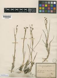 Attēlu rezultāti vaicājumam “Scheuchzeriaceae”