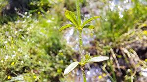 Attēlu rezultāti vaicājumam “Galium palustre leaf”