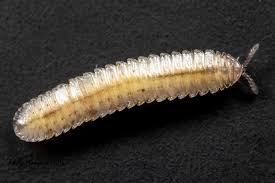 Attēlu rezultāti vaicājumam “Polyzonium germanicum”