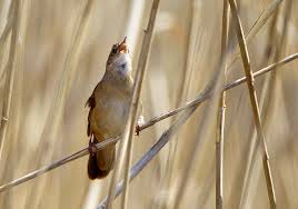 Image result for Locustella luscinioides