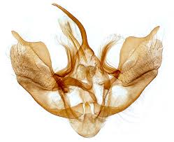 Attēlu rezultāti vaicājumam “Larentia clavaria”