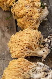 Attēlu rezultāti vaicājumam “Ramaria flava”